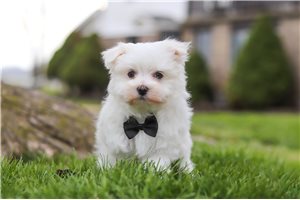 Hayden - puppy for sale