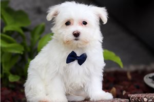 Keller - Maltese for sale