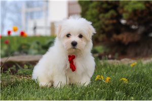 Owen - Maltese for sale