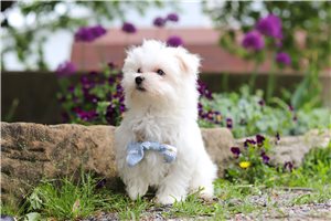 Brady - Maltese for sale