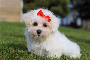 Priscilla - puppy for sale