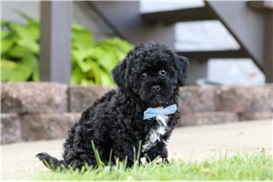 Doc - Malti Poo - Maltipoo for sale
