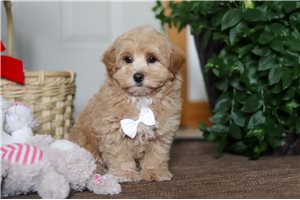 Matthew - Malti Poo - Maltipoo for sale