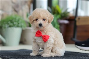 Stifler - puppy for sale