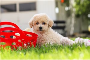 Stifler - Malti Poo - Maltipoo for sale
