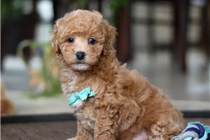 Aston - Malti Poo - Maltipoo for sale