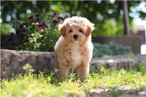 Quinita - puppy for sale