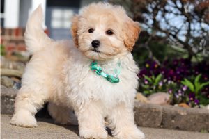 Daniel - Malti Poo - Maltipoo for sale