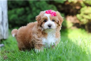 Pandora - puppy for sale