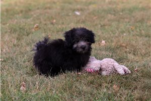 Carlo - Malti Poo - Maltipoo for sale