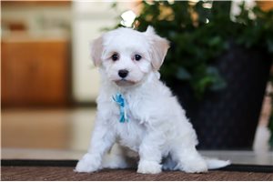 Sully - Malti Poo - Maltipoo for sale
