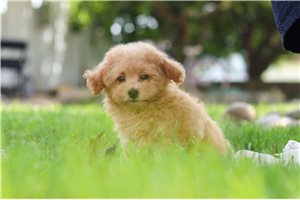 Sisco - Malti Poo - Maltipoo for sale