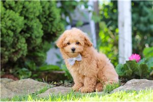 Sisco - Malti Poo - Maltipoo for sale
