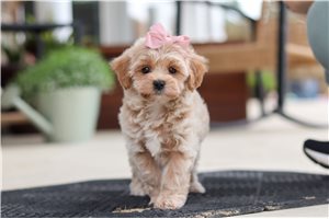Sarah - Malti Poo - Maltipoo for sale