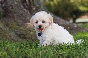 Denver - Malti Poo - Maltipoo for sale