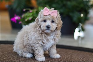 Mammy - Malti Poo - Maltipoo for sale