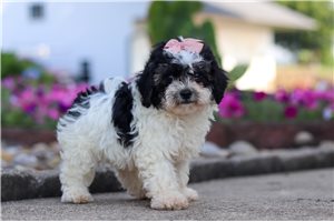 Dandelion - Malti Poo - Maltipoo for sale