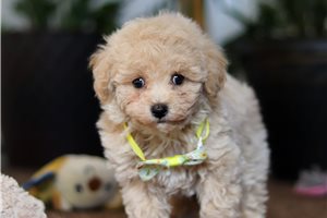 Ferdinand - Malti Poo - Maltipoo for sale