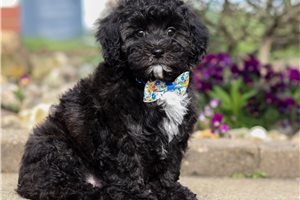 Dylan - puppy for sale