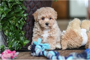 Josephine - Malti Poo - Maltipoo for sale