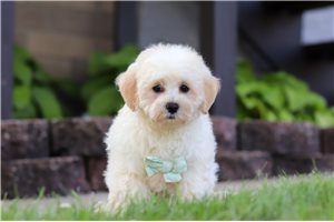 Denver - Malti Poo - Maltipoo for sale