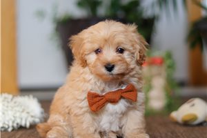 Finn - Malti Poo - Maltipoo for sale