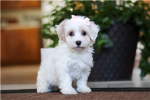 Sadie - Malti Poo - Maltipoo for sale