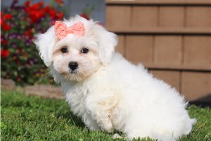 Primrose - puppy for sale