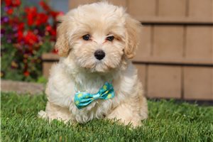 Bennett - Malti Poo - Maltipoo for sale