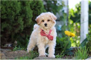 Quitara - Malti Poo - Maltipoo for sale