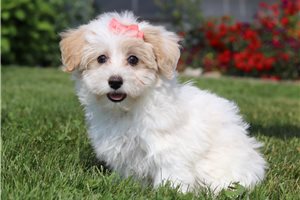 Angie - Malti Poo - Maltipoo for sale