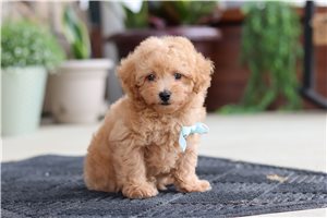 Sisco - Malti Poo - Maltipoo for sale