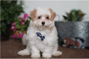Sterling - Malti Poo - Maltipoo for sale