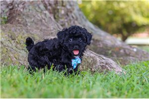 Doc - Malti Poo - Maltipoo for sale
