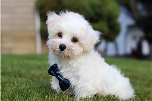Bernard - Malti Poo - Maltipoo for sale