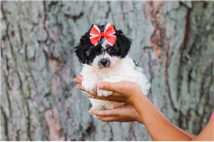 Dandelion - Malti Poo - Maltipoo for sale