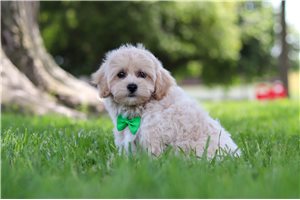 Scrappy - Malti Poo - Maltipoo for sale