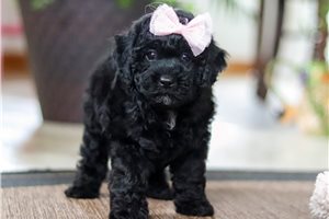 Arianna - puppy for sale