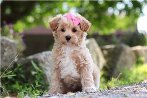 Quinsy - Malti Poo - Maltipoo for sale