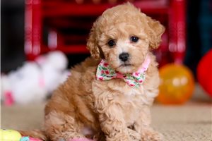 Ariel - Malti Poo - Maltipoo for sale