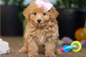 Flora - Malti Poo - Maltipoo for sale
