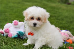 Bernie - puppy for sale