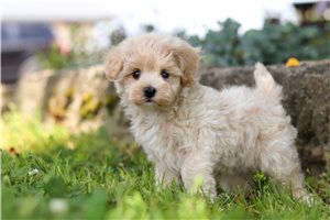 Quincy - puppy for sale