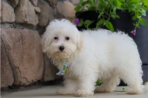 Armin - puppy for sale
