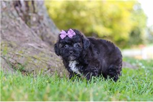 Daisy - Malti Poo - Maltipoo for sale