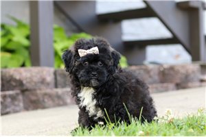 Daisy - Malti Poo - Maltipoo for sale