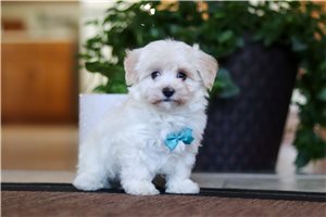 Samuel - Malti Poo - Maltipoo for sale