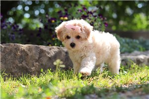 Quitara - puppy for sale