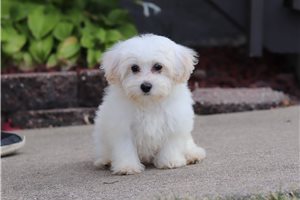 Clarissa - puppy for sale