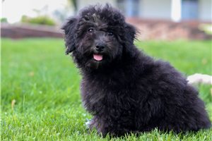 Ashe - puppy for sale